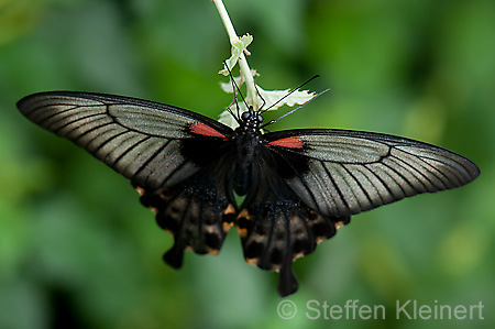 277 Gelbrand-Schwalbenschwanz - Papilio lowii